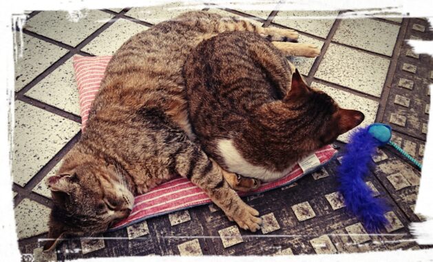 先に寝ていたのに娘が来たらスペース空けてあげる。優しいお母さん猫