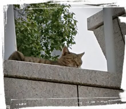 高い場所で心地よさそうな母さん。私達の姿をみつけると、真っ直ぐに駆けよってきた。小さな頭を撫でてあげると目を閉じて、首を伸ばしていたね。もっといっぱい撫でてあげればよかった。