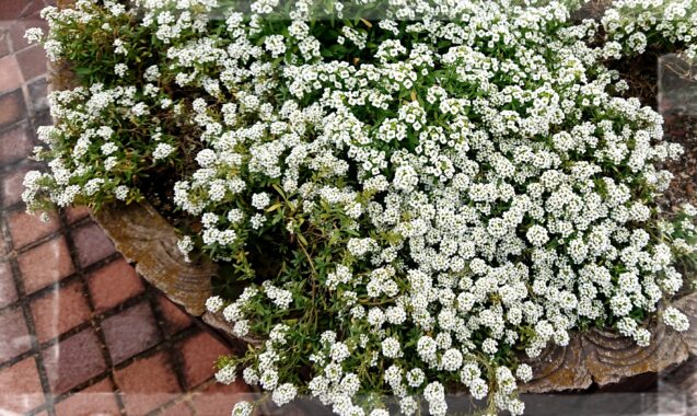 小さな花の群集