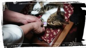 オヤツを食べさせてもらうキャット。起き上がることすらしない姫様プレイがお気に入りです