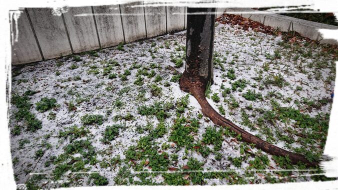 うーっすら積もった形跡が残っている。豪雪地帯に住む人からみたら積もったうちにも入らない感じですね💦