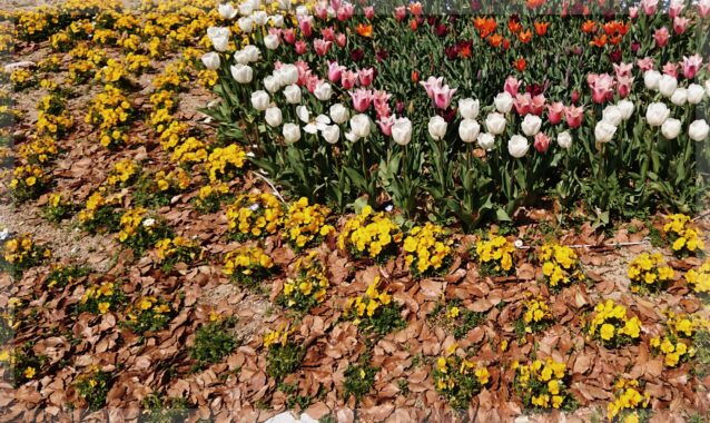 チューリップと黄色い(謎の)花