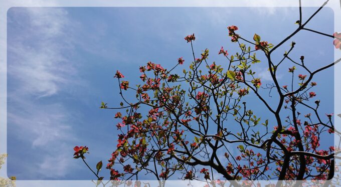 心地よい風が吹く4月の空