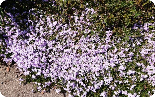 紫の花の群集