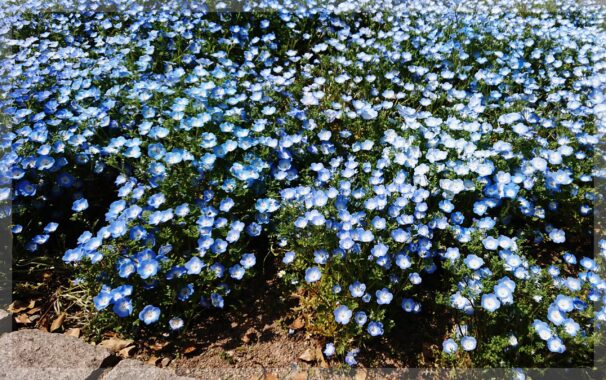 青い花の群集