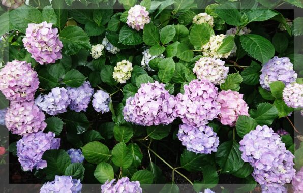 雨に濡れて元気を取り戻した紫陽花