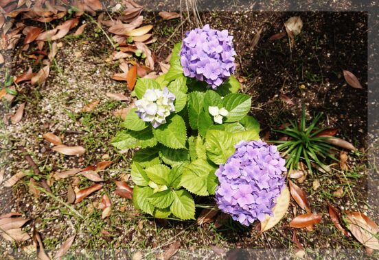 紫陽花の赤ちゃんを梅雨の晴れ間に見つけました