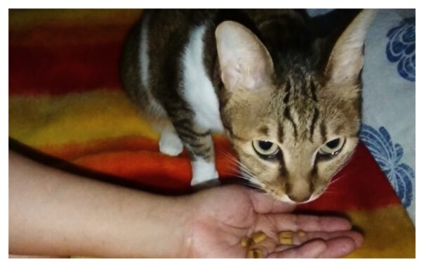 この猫クッキーだけは掌から直接食べてくれます。美味しいかいミミーちゃん？良かったねぇ～🥰