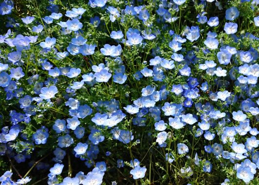  晴天の下に咲く青い花。ナンバーワンにならなくてもいい♪…ッて懐かしい歌を思い出しました。