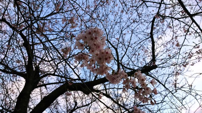 ポチポチと咲き始めた様子。まだだぞ…まだ散ってはならぬのです…完全に満開になってからハラハラと散りゆく姿が一番美しいのです🌸