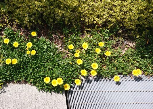 今年は白い鈴蘭の花もたくさん咲いてますね～。歩きながら目の保養も出来るなんて最高じゃないですか🥰