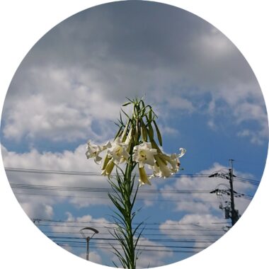 植わっている土から2メートル近く高い所まで伸びている謎花🌼