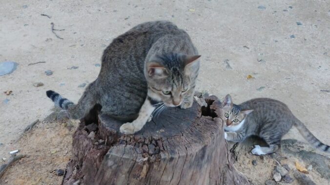 在りし日のお母さん猫と娘猫。いつも一緒に私達が来るのを待っていてくれた。またお母さんに会いたい、会いたい！！